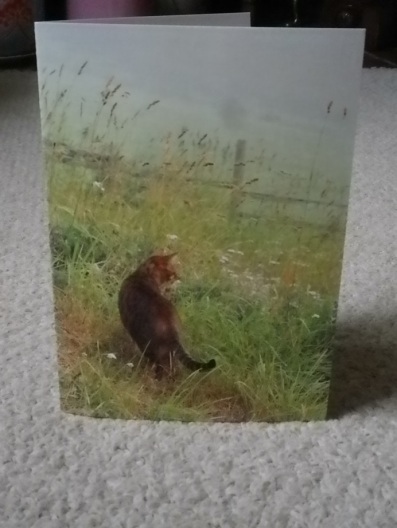 cat card